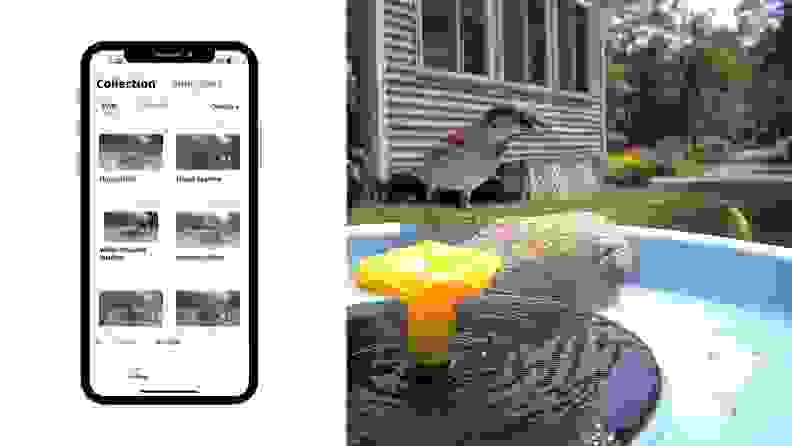 A screen capture of the Birdfy app next to an image of a sparrow on a rock in a bird bath