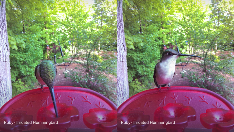 Two side by side shots show a ruby throated hummingbird at a feeder in a backyard